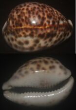 Tonyshells Seashells Cypraea tigris SUPERB TIGER COWRIE 84mm F+++/gem, superb pa picture