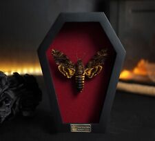 Real Death Head Moth Coffin Frame Gothic Decor Home Daughter's Birthday picture