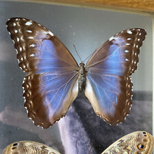 Morpho Helenor & Caligo Eurilochus Butterfly Mounted Costa Rica picture