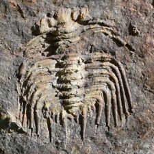 Ultra Rare Trilobite Fossil Leonaspis chacaltayana Bolivia Silurian picture