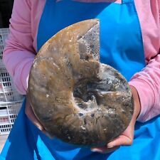 4.31LB  Natural Whole Ammonite Fossilized Crystal Mineral Specimen Reiki Healing picture