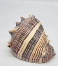 Florida Crown Conch Melongena Corona Prestine Size Seal Shell picture