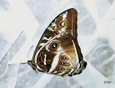 Morphidae Morpho phanodemus from PERU - PAPERED A-  #0703C picture