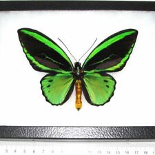 Ornithoptera pria REAL FRAMED BUTTERFLY GREEN BLACK ARFAK picture