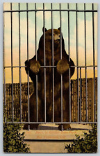 Antique Postcard~ Bear In Golden Gate Park~ San Francisco, California picture