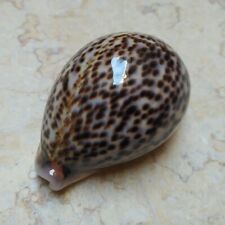F pantherina Cypraea  F++++ 78 mm  Cowrie Cypraeidae Panther Nice red Sea shell picture