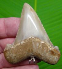  ANGUSTIDENS Shark Tooth Necklace - XL 2 & 3/4 in. REAL FOSSIL - MEGALODON ERA picture