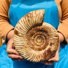 3.25LB Natural Large Beautiful Ammonite Fossil Conch Crystal Specimen Healing picture