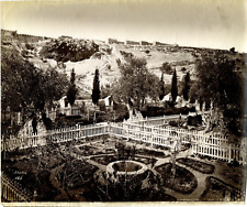 Bonfils. Palestine, Garden of Gethsemane Vintage Albumen Print. Félix Bonfils, n picture