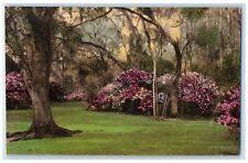 c1940's Magnolia Gardens Flowers Charleston South Carolina SC Unposted Postcard picture