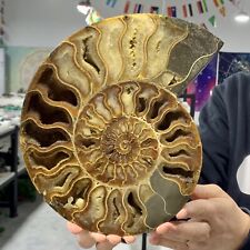 3.42LB Rare Natural Tentacle Ammonite FossilSpecimen Shell Healing Madagascar picture