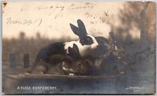 1907 A Close Conference A Happy Easter Rabbits RPPC Real Photo Posted Postcard picture