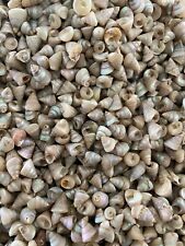 400 PEARLED TINY SEA SHELLS -0.25 And Under - Craft Shell Lot All Natural picture
