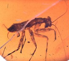 Rare Juvenile Mantodea (Praying Mantis), Fossil inclusion in Burmese Amber picture
