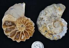 3362 Rare Texas Pair Ammonite Medium 57mm Calycoceras Tarrant County Fossil 2.2