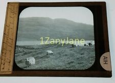 Glass Magic Lantern Slide AIH SCOTLAND HIGHLAND SHEEP ON Loch Achray STIRLING DI picture