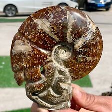 481G Rare Natural Tentacle Ammonite FossilSpecimen Shell Healing Madagascar picture