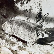Antique 1907 American Badger Caught, Lind Washington Stereoview Photo Card P3766 picture