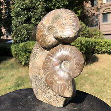 5.36LB TOP Natural Beautiful ammonite fossil conch Crystal specimen heals picture