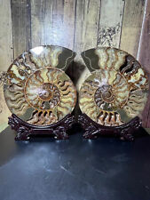 10.91lb top A Pair Natural ammonite fossil conch Crystal specimen healing+stand picture