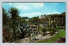 Sarasota FL-Florida Cactus Garden At Jungle Gardens, Antique Vintage Postcard picture