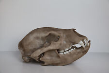 Black bear Skull - life sized - high quality replica - FREE world wide shipping. picture