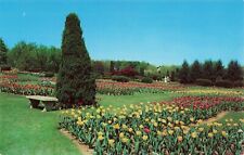 Postcard Rose Gardens - Tulips, Hershey, Pennsylvania, PA Vintage picture
