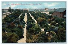 c1910's Four Year Old Orange Grove In Riverside California CA Unposted Postcard picture