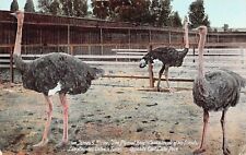 Pasadena CA California Cawston Ostrich Farm Plumed Knight Vtg Postcard A8 picture