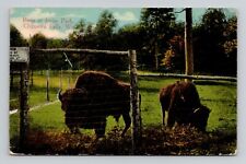 Postcard Bison Irvine Park Chippewa Falls Wisconsin, Antique L5 picture