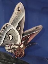 12x Cecropia Motheggs - LIVE - Beautiful Moths - Utah picture
