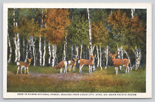 Cedar City Utah Deer In Kaibab National Forest Union Pacific RR Linen Postcard picture