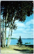 Postcard - Beautiful Birches picture