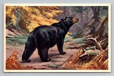 Postcard - Black Bear America's Wildlife Resources Walter A. Weber picture