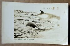 RPPC. Fin Whale In Bay Of Whales. Rockport Massachusetts Real Photo Postcard picture
