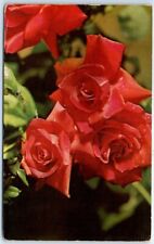 Postcard - American Beauty Rose picture