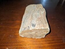 Prehistoric Paleo-American, petrified wood. Well Defined. picture