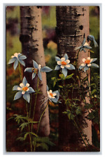 Colorado Columbines Growing Along Aspen Trees Linen Postcard Posted 1958 picture