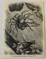 1876 magazine engraving~ BIRD KILLING SPIDER Goliath birdeater picture