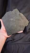 Entire Fossil Baby Coelocanth Triassic, Over 200 Million YO picture