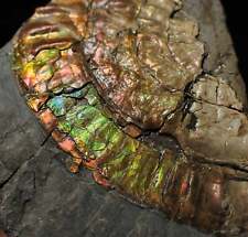 Fiery iridescent Caloceras display ammonite fossil Ammolite UK Jurassic crystals picture