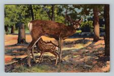 Grand Canyon National Park AZ, Deer & Fawn, Arizona Vintage Postcard picture