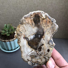 Top 112mm Natural Petrified Wood fossil Rough Slice Madagascar 418g A1441 picture