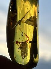 Amber Insects  Fossils Collectibles 4 Mantises In Caribbean Amber picture
