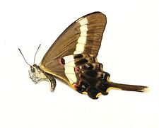 Insect Butterfly Papilionidae Graphium illyris hamatus-Rarely Offered Female-A1 picture