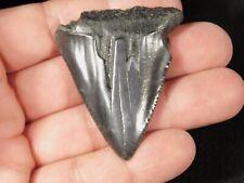 Larger ANCESTRAL Great White SHARK Tooth Fossil 100% Natural 22.5gr picture