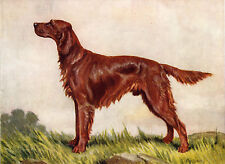 IRISH SETTER OLD DOG COLOUR ART PRINT PAGE FROM 1934 BY F. T. DAWS picture