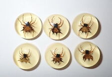Resin Cabochon Round 19 mm Spiny Spider Amber White Bottom 50 Pieces Lot picture