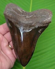 MEGALODON SHARK TOOTH - XL  5 & 1/2  SHARKS TEETH w/ DISPLAY STAND - MEGLADONE picture