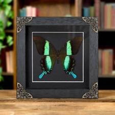 The Peacock Taxidermy Butterfly in in Baroque Style Frame picture